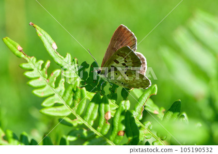 A beautiful black-purple butterfly seen on the plateau in early summer, Kuroshijimi A beautiful black-purple butterfly seen on the plateau in early summer, Kuroshijimi 105190532