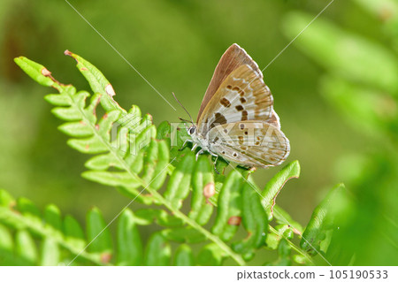 A beautiful black-purple butterfly seen on the plateau in early summer, Kuroshijimi 105190533