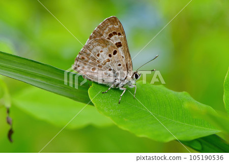 初夏高原上看到的一隻美麗的黑紫色蝴蝶,黑島 初夏高原上看到的一隻美麗的黑紫色蝴蝶,黑島 105190536