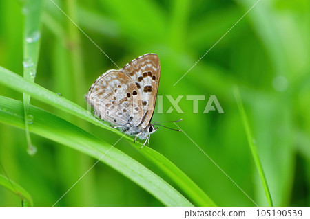 A beautiful black-purple butterfly seen on the plateau in early summer, Kuroshijimi A beautiful black-purple butterfly seen on the plateau in early summer, Kuroshijimi 105190539
