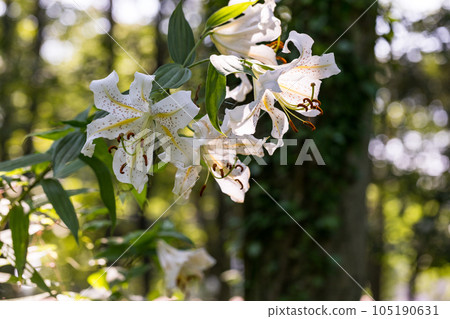 埼玉縣嵐山町 菅谷家遺址上盛開的野百合 埼玉縣嵐山町 菅谷家遺址上盛開的野百合 105190631