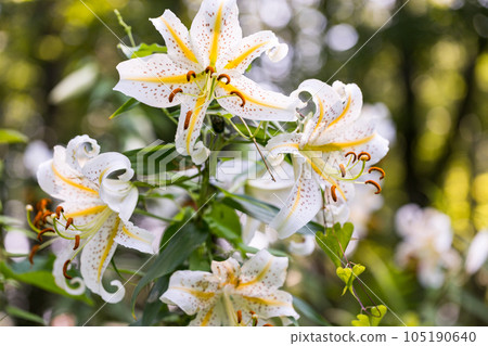 Arashiyama Town, Saitama Prefecture Wild lilies blooming at the ruins of Sugaya House Arashiyama Town, Saitama Prefecture Wild lilies blooming at the ruins of Sugaya House 105190640