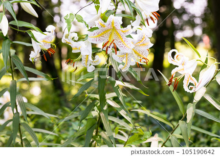 埼玉縣嵐山町 菅谷家遺址上盛開的野百合 埼玉縣嵐山町 菅谷家遺址上盛開的野百合 105190642
