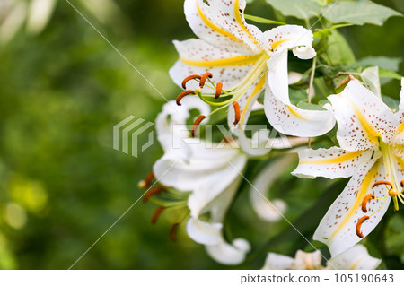 埼玉縣嵐山町 菅谷家遺址上盛開的野百合 105190643