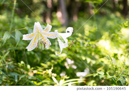 Arashiyama Town, Saitama Prefecture Wild lilies blooming at the ruins of Sugaya House 105190645