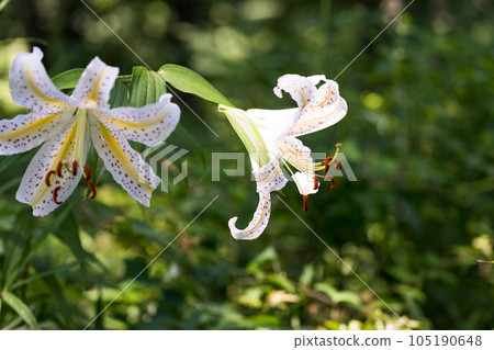 Arashiyama Town, Saitama Prefecture Wild lilies blooming at the ruins of Sugaya House Arashiyama Town, Saitama Prefecture Wild lilies blooming at the ruins of Sugaya House 105190648