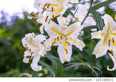 埼玉縣嵐山町 菅谷家遺址上盛開的野百合 105190651