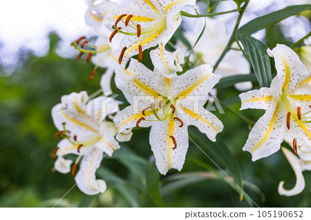 埼玉縣嵐山町 菅谷家遺址上盛開的野百合 埼玉縣嵐山町 菅谷家遺址上盛開的野百合 105190652