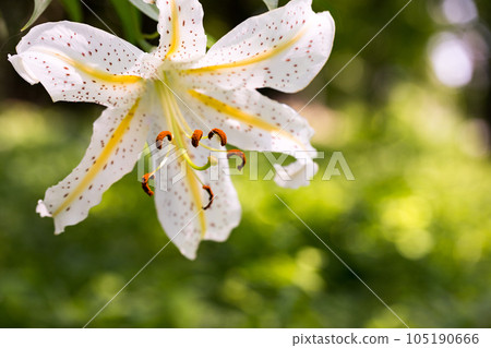 Arashiyama Town, Saitama Prefecture Wild lilies blooming at the ruins of Sugaya House 105190666