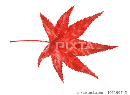Watercolor illustration of autumn Japanese maple leaves for harvest, maple admiration, Halloween, birthday, red leaf hunting, momiji-gari. Watercolor illustration of autumn Japanese maple leaves for harvest, maple admiration, Halloween, birthday, red leaf hunting, momiji-gari. 105190745