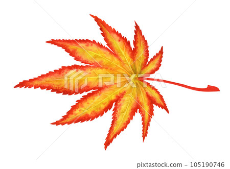 Watercolor illustration of autumn Japanese maple leaves for harvest, maple admiration, Halloween, birthday, red leaf hunting, momiji-gari. Watercolor illustration of autumn Japanese maple leaves for harvest, maple admiration, Halloween, birthday, red leaf hunting, momiji-gari. 105190746