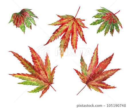 Watercolor illustration of autumn Japanese maple leaves for harvest, maple admiration, Halloween, birthday, red leaf hunting, momiji-gari. Watercolor illustration of autumn Japanese maple leaves for harvest, maple admiration, Halloween, birthday, red leaf hunting, momiji-gari. 105190748