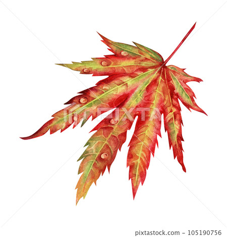 Watercolor illustration of autumn Japanese maple leaves for harvest, maple admiration, Halloween, birthday, red leaf hunting, momiji-gari. Watercolor illustration of autumn Japanese maple leaves for harvest, maple admiration, Halloween, birthday, red leaf hunting, momiji-gari. 105190756