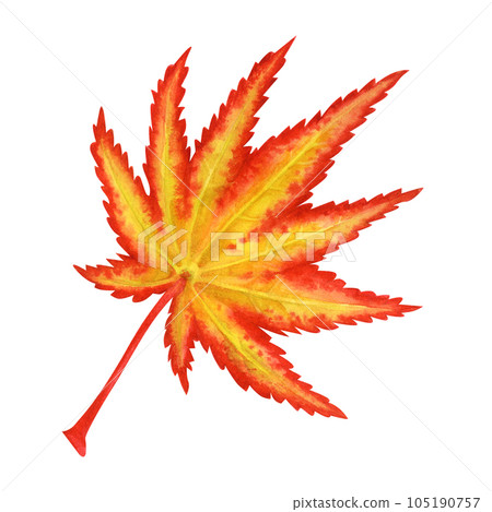 Watercolor illustration of autumn Japanese maple leaves for harvest, maple admiration, Halloween, birthday, red leaf hunting, momiji-gari. 105190757