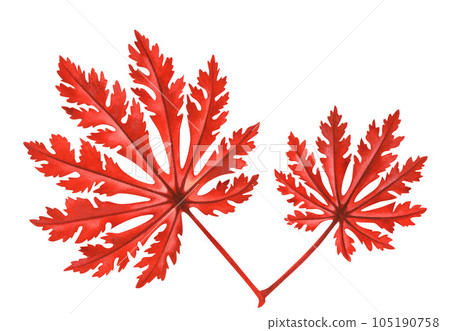 Watercolor illustration of autumn Japanese maple leaves for harvest, maple admiration, Halloween, birthday, red leaf hunting, momiji-gari. Watercolor illustration of autumn Japanese maple leaves for harvest, maple admiration, Halloween, birthday, red leaf hunting, momiji-gari. 105190758