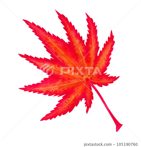 Watercolor illustration of autumn Japanese maple leaves for harvest, maple admiration, Halloween, birthday, red leaf hunting, momiji-gari. 105190760