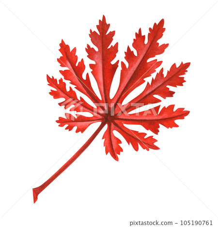 Watercolor illustration of autumn Japanese maple leaves for harvest, maple admiration, Halloween, birthday, red leaf hunting, momiji-gari. 105190761