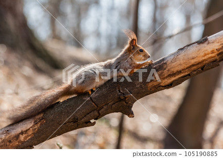 Squirrel sits on a tree 105190885