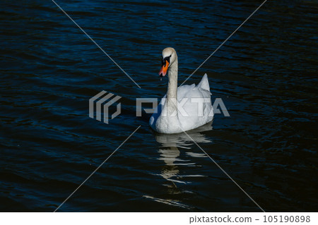 Beautiful swan floats on the lake 105190898