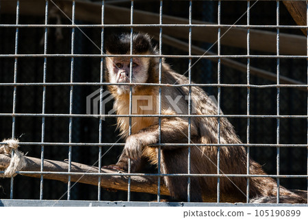 The monkey sits in a cage of the zoo The monkey sits in a cage of the zoo 105190899