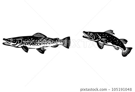 River Pike Fish illustration ,Pike Fishing Logo, Unique and Fresh Pike fish jumping out of the water, River Pike Fish illustration ,Pike Fishing Logo, Unique and Fresh Pike fish jumping out of the water, 105191048