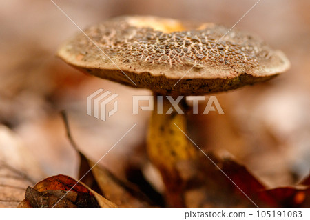 beautiful mushrooms under yellow, orange forest leaves 105191083