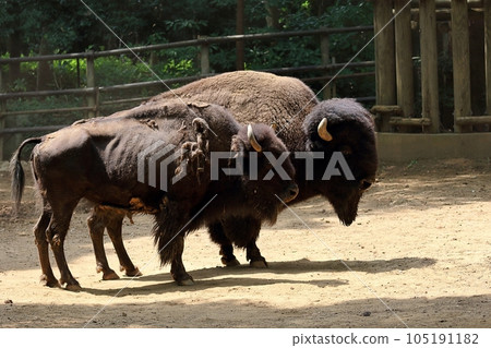 American bison couple standing side by side American bison couple standing side by side 105191182