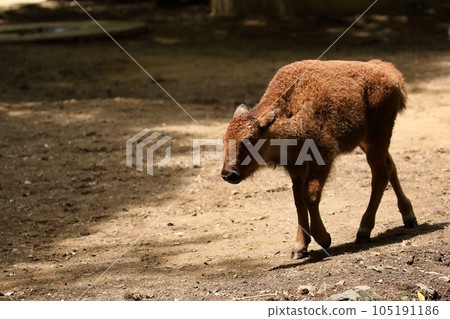baby american bison walking baby american bison walking 105191186