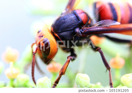 Bee whale Bee whale 105191205