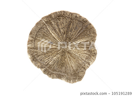 Macro mineral stone Pyrite Dollar on a white background 105191289