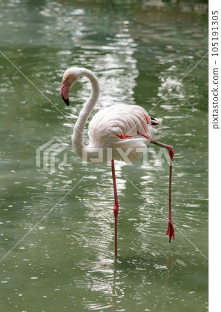 beautiful pink flamingos with beak and loose wings 105191305