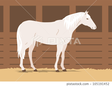 Beautiful white horse stands in the stable 105191452