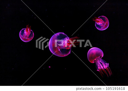 macro shooting under water flame jellyfish 105191618