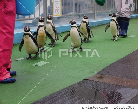 水族館裡的企鵝在散步 水族館裡的企鵝在散步 105192095