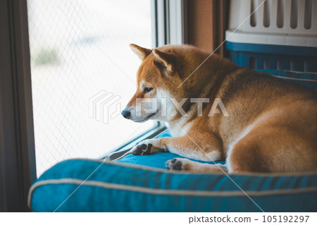 柴犬看著窗外 105192297