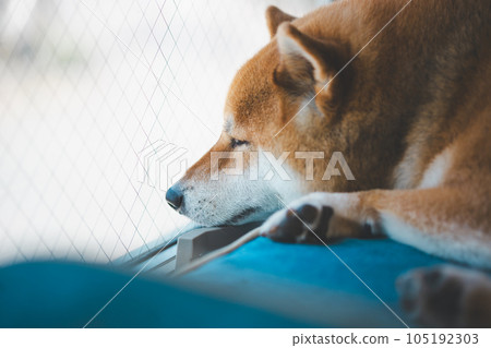 Shiba Inu sleeping by the window 105192303