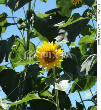與夏天花的風景 與夏天花的風景 105192321