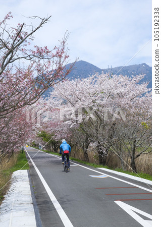 Mount Tsukuba in spring and cycling road with cherry blossoms 105192338