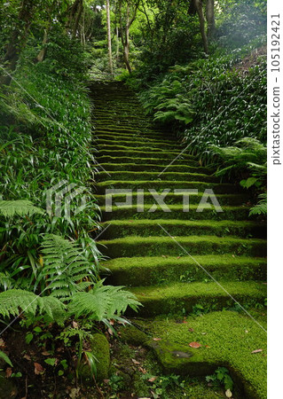 妙法寺青苔石階 妙法寺青苔石階 105192421