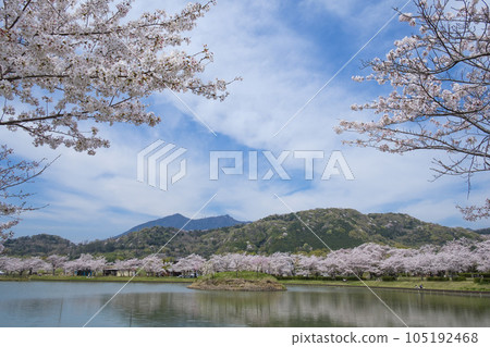 筑波櫻花和筑波山 筑波櫻花和筑波山 105192468