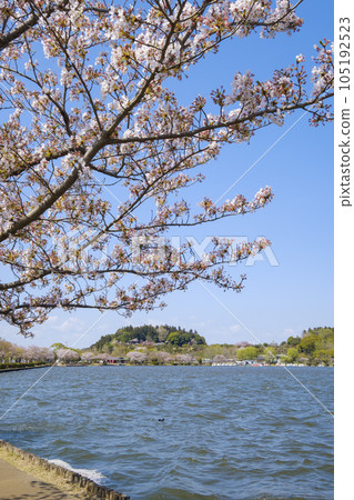 水戶市千戶湖的櫻花，K樂園和Koubuntei 105192523