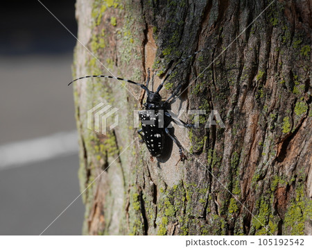 Affiliation 105192542