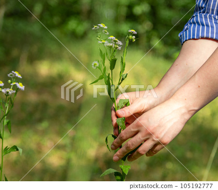 Hand collecting flowers, field and meadow plants in summer Hand collecting flowers, field and meadow plants in summer 105192777