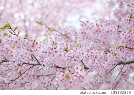 Kawazu cherry blossoms in early spring Kawazu cherry blossoms in early spring 105192859