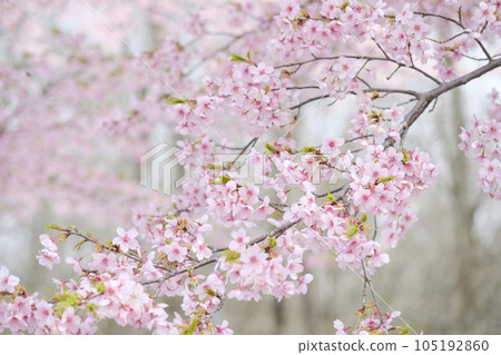 Kawazu cherry blossoms in early spring 105192860