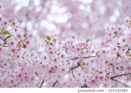 河津櫻花在早春 105192863