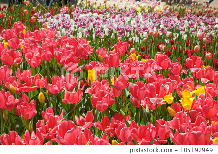 Tulips blooming at Hitachinaka Seaside Park 105192949