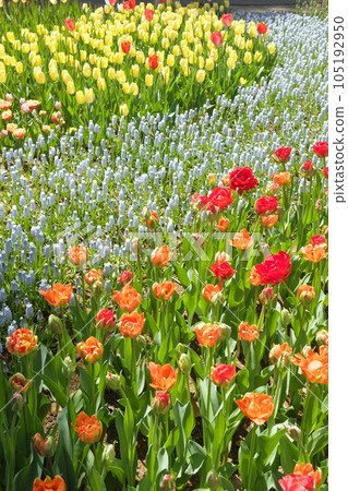 Tulips blooming at Hitachinaka Seaside Park 105192950