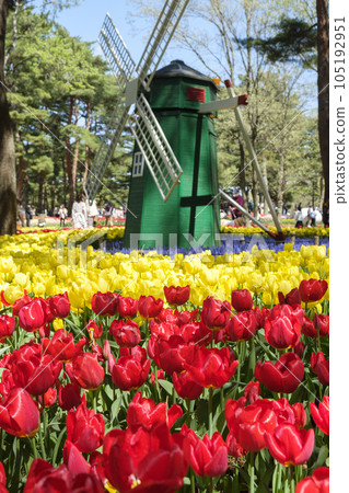 Tulips blooming at Hitachinaka Seaside Park 105192951