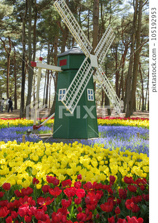 Tulips blooming at Hitachinaka Seaside Park 105192953